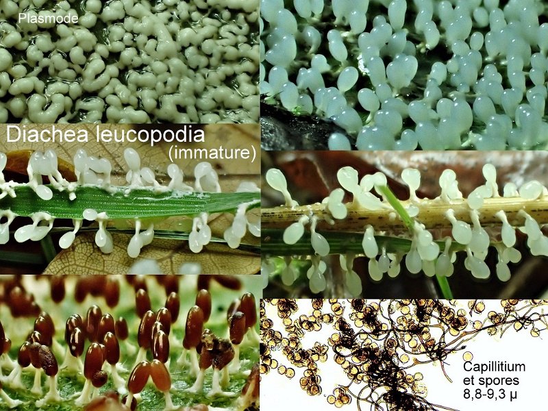 Diachea leucopodia-amf1977-1.jpg - Diachea leucopodia ; Syn: Trichia leucopodia